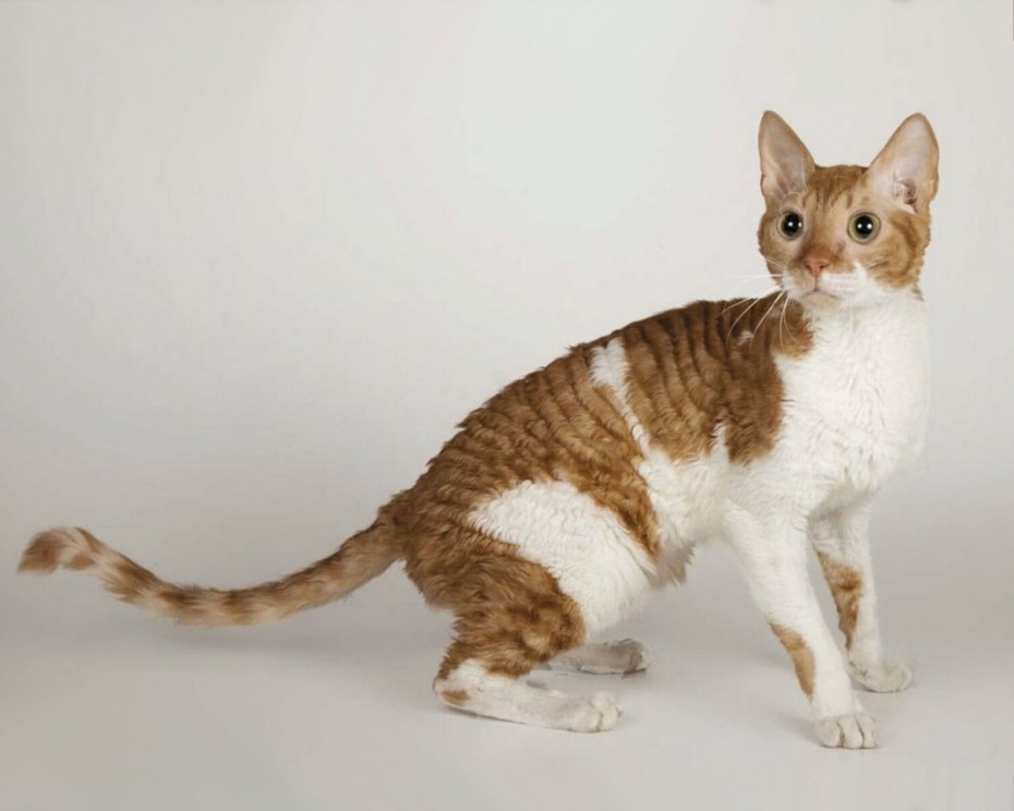 Уральский рекс кошка
