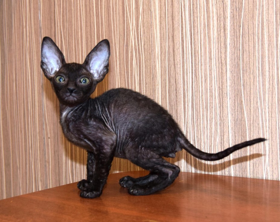 Сфинкс котята Сиамская