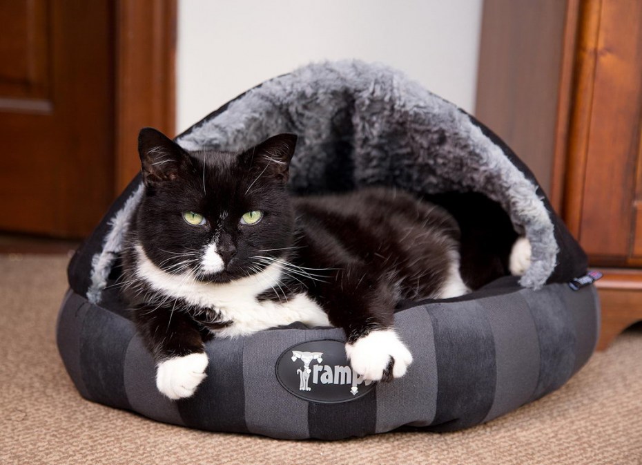 Лежак для кошек Scruffs Aristocat Dome 45х45х12 см