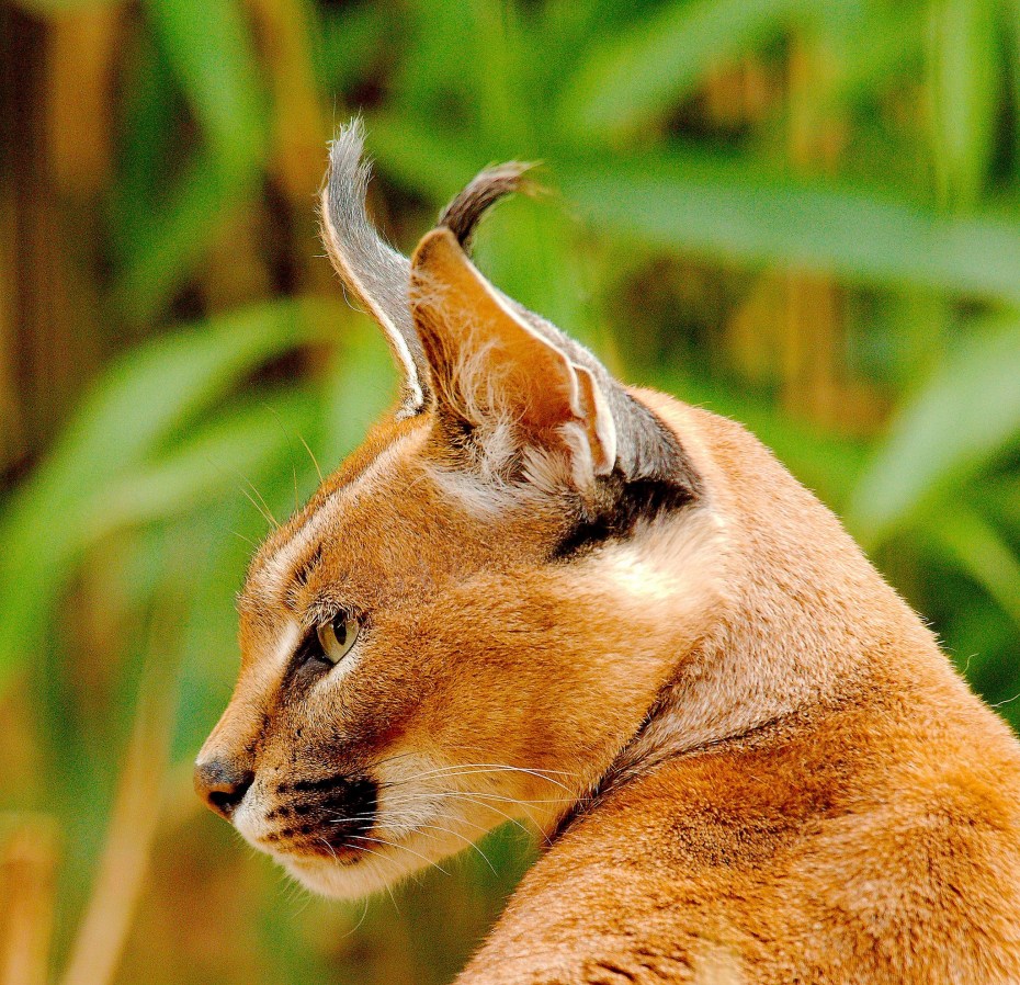 Дикие кошки: каракал (Felis Caracal)