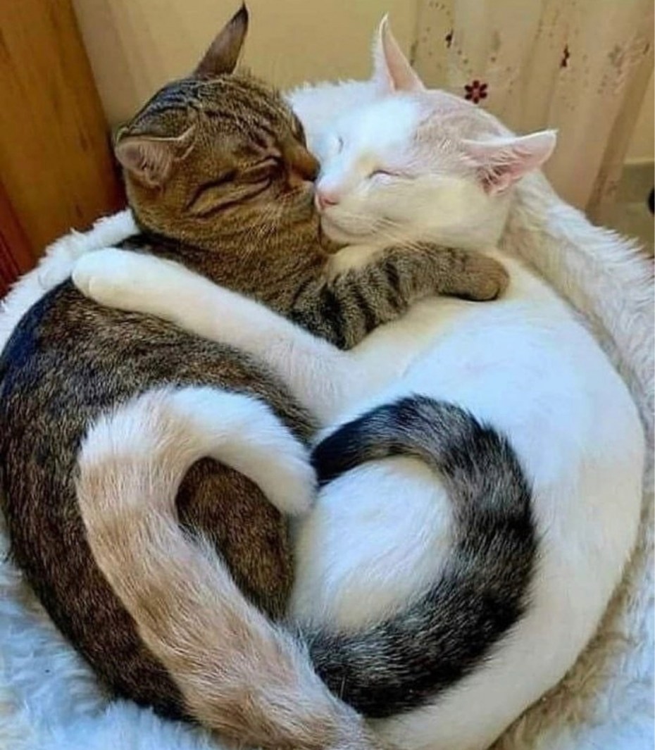 Котики любовь