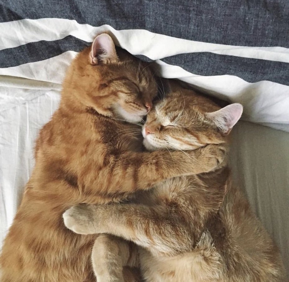 Котики обнимаются