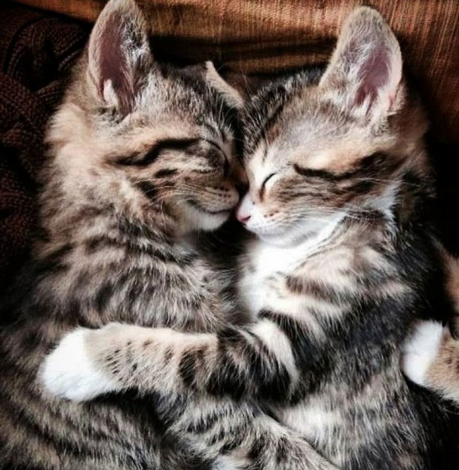 Котики обнимаются