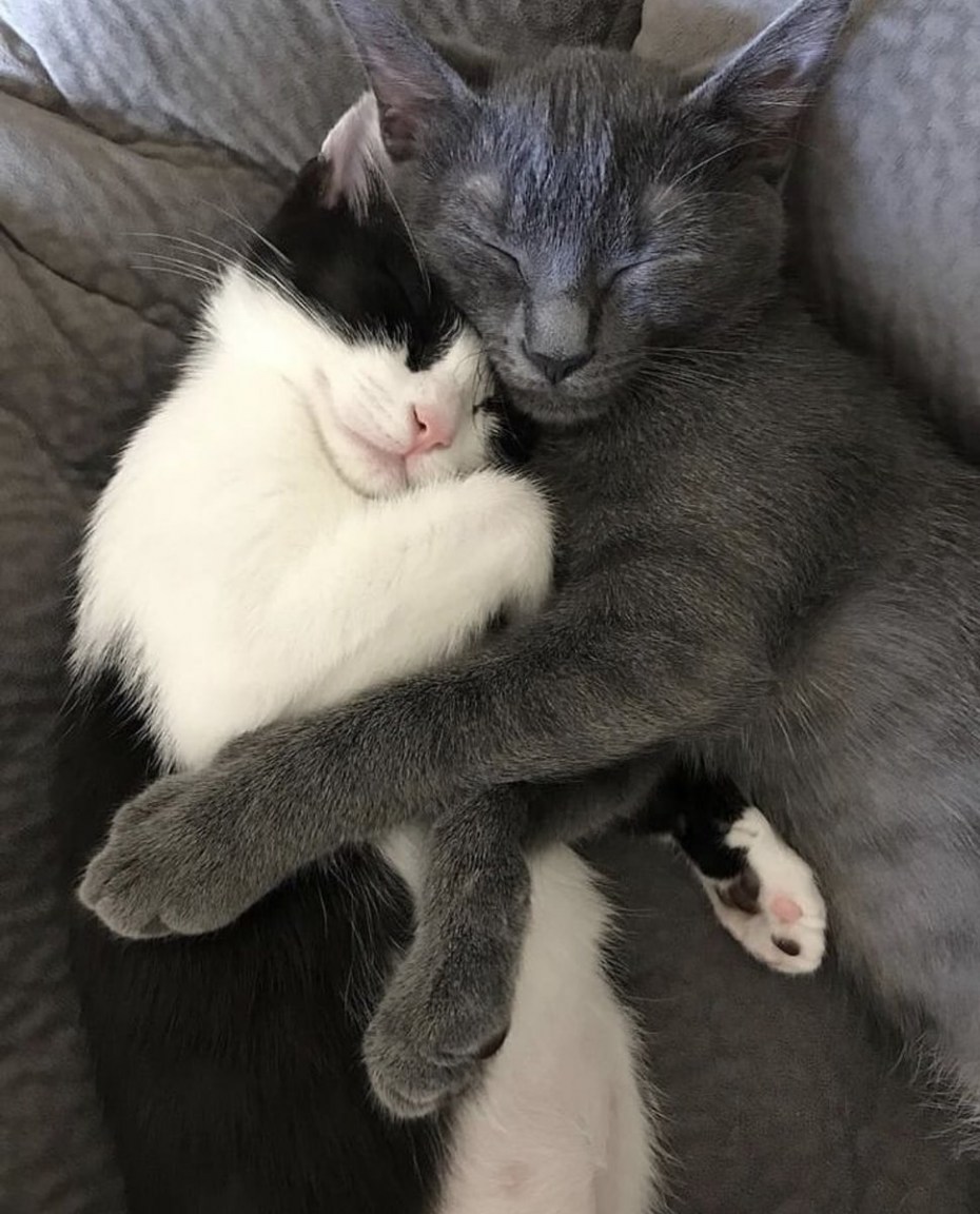 Кошки любовь