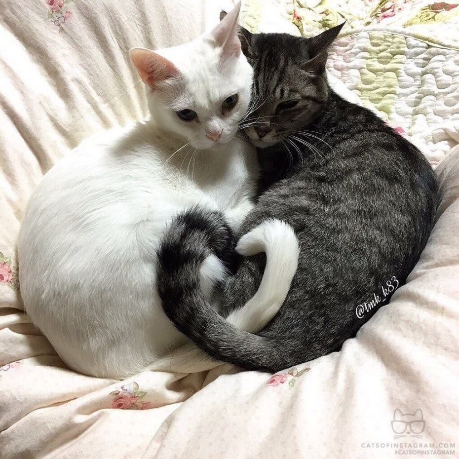 Кошачья любовь