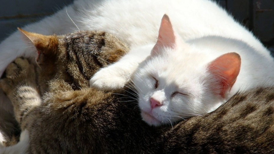 Котики обнимаются