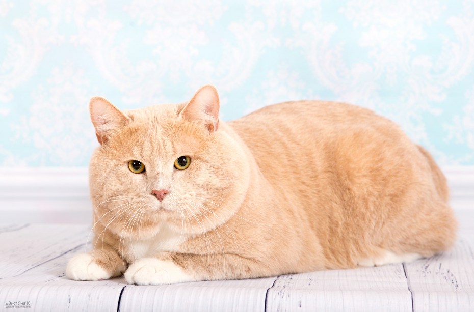 Персиковый британец котенок