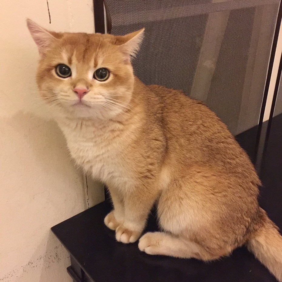 Персиковый британец котенок