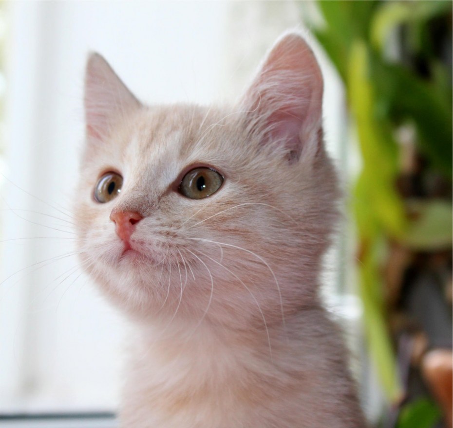 Британский короткошерстный кот рыжий