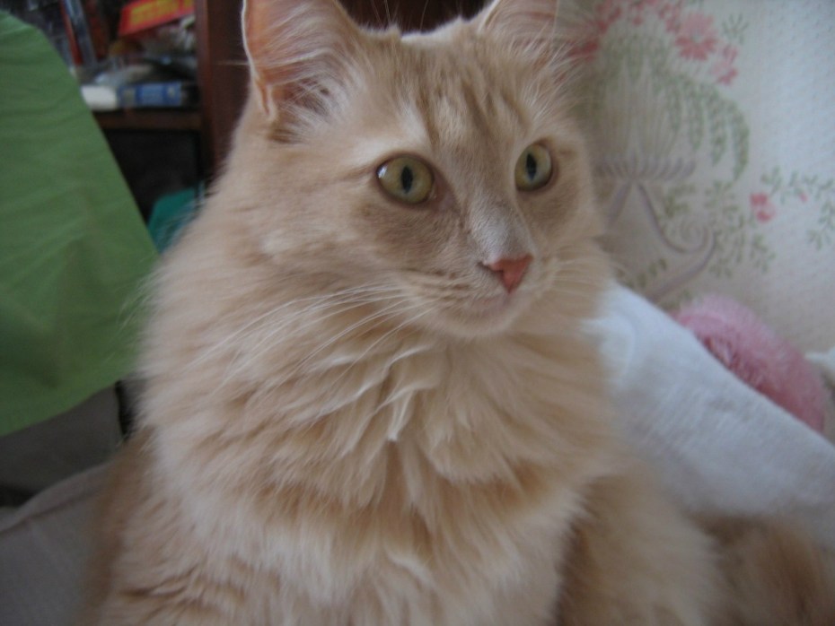 Персиковый котенок