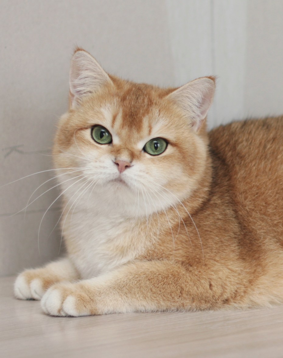Котята персикового окраса на улице