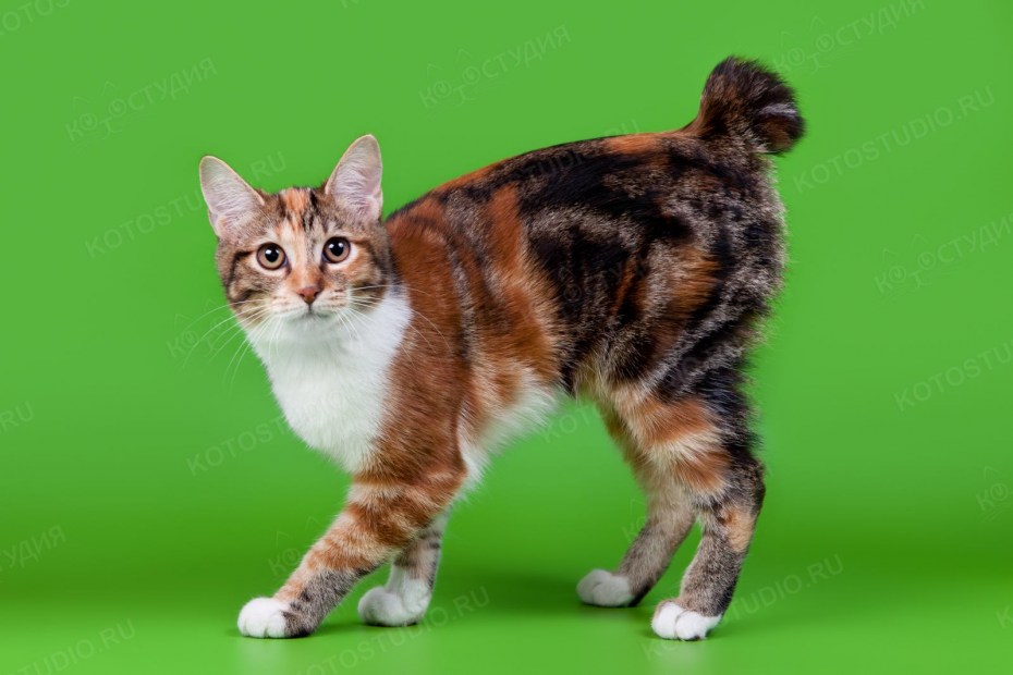 Мэнкс (Мэнская кошка)