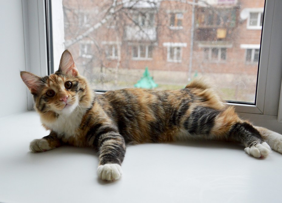 Курильская бесхвостая кошка