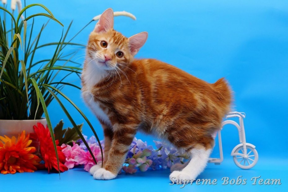 Коты Курильский бобтейл