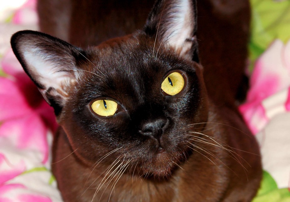 Бомбейская кошка котенок
