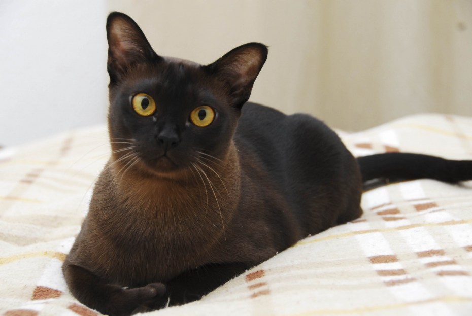 Сиамская кошка Бурманская кошка