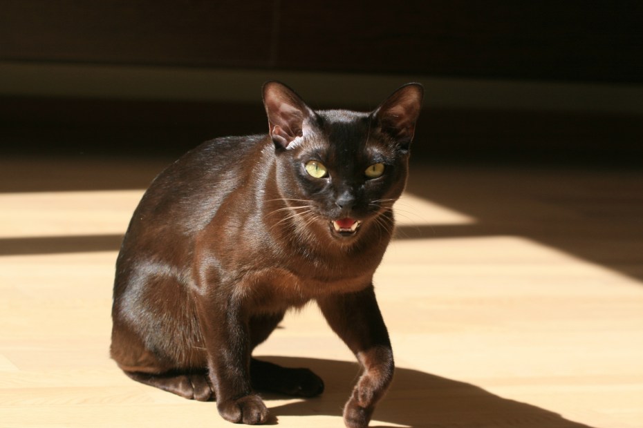 Бомбейская короткошерстная кошка
