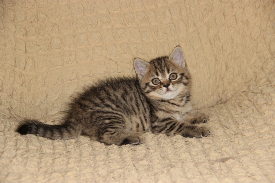 Шотландский вислоухий кот Браун табби