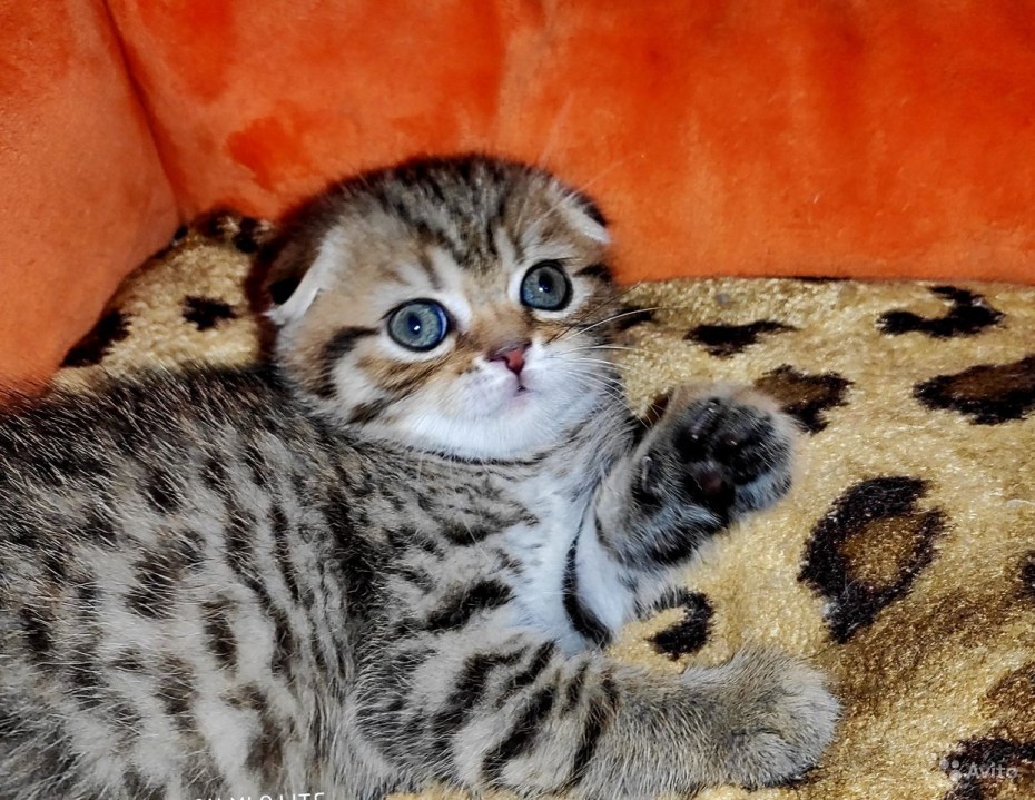 Скоттиш фолд бенгальский