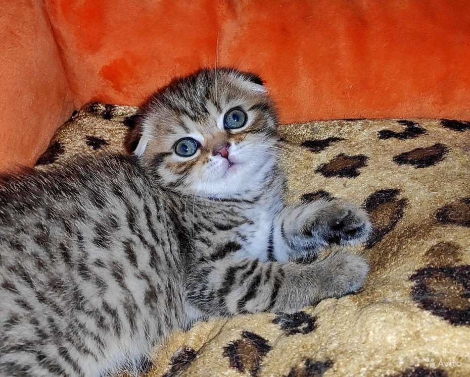 Шотландские котята вислоухие полосатые