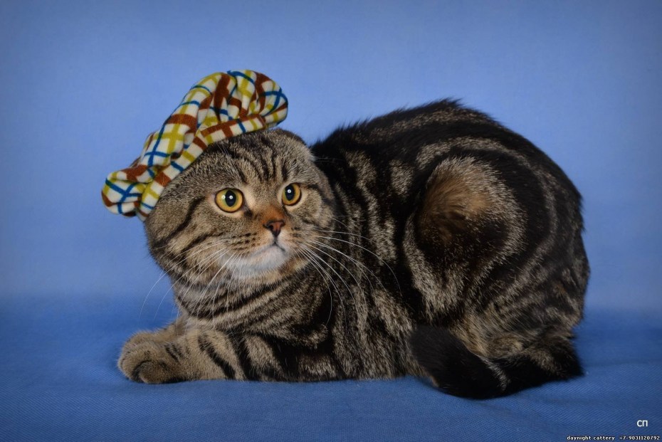 Скоттиш фолд тигровый