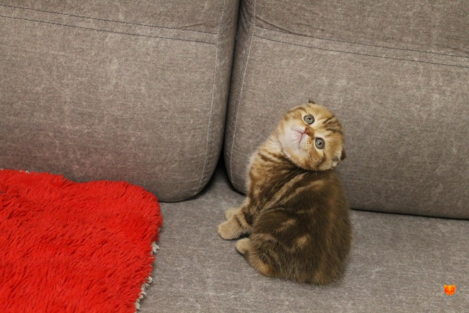 Котята похожи на тигров вислоухие