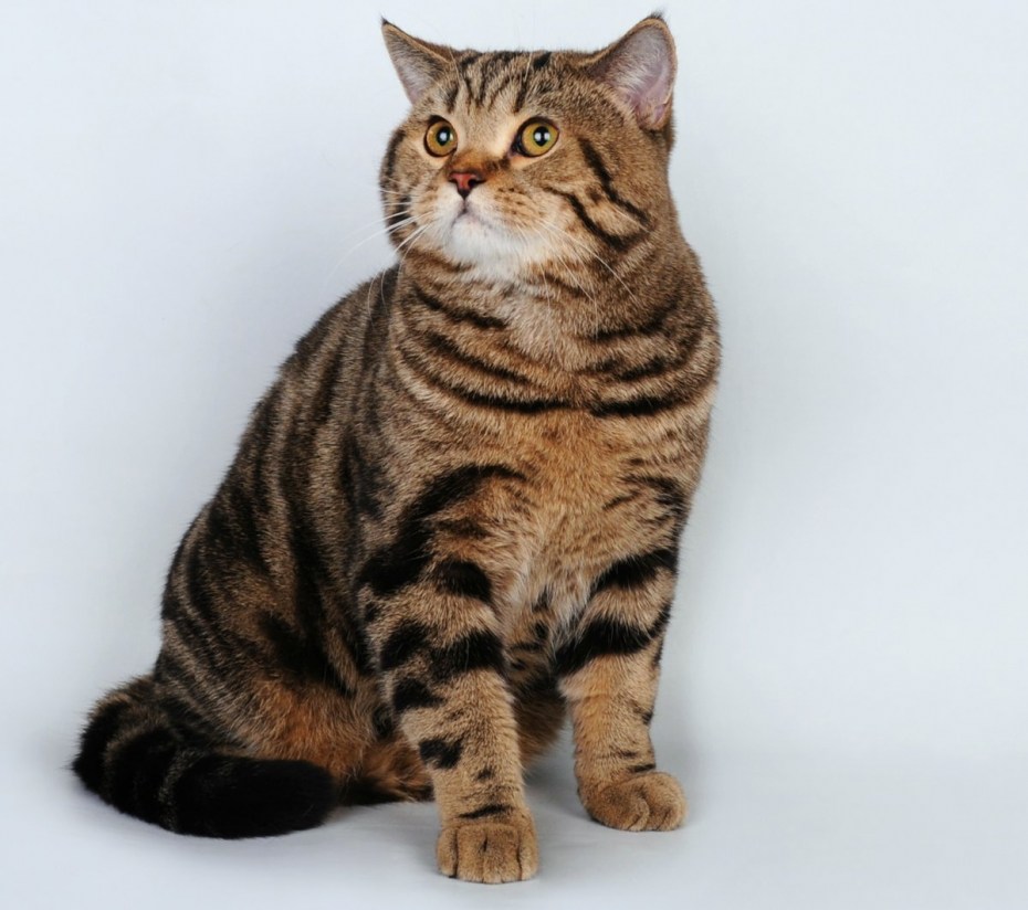 Шотландская вислоухая кошка черный мрамор
