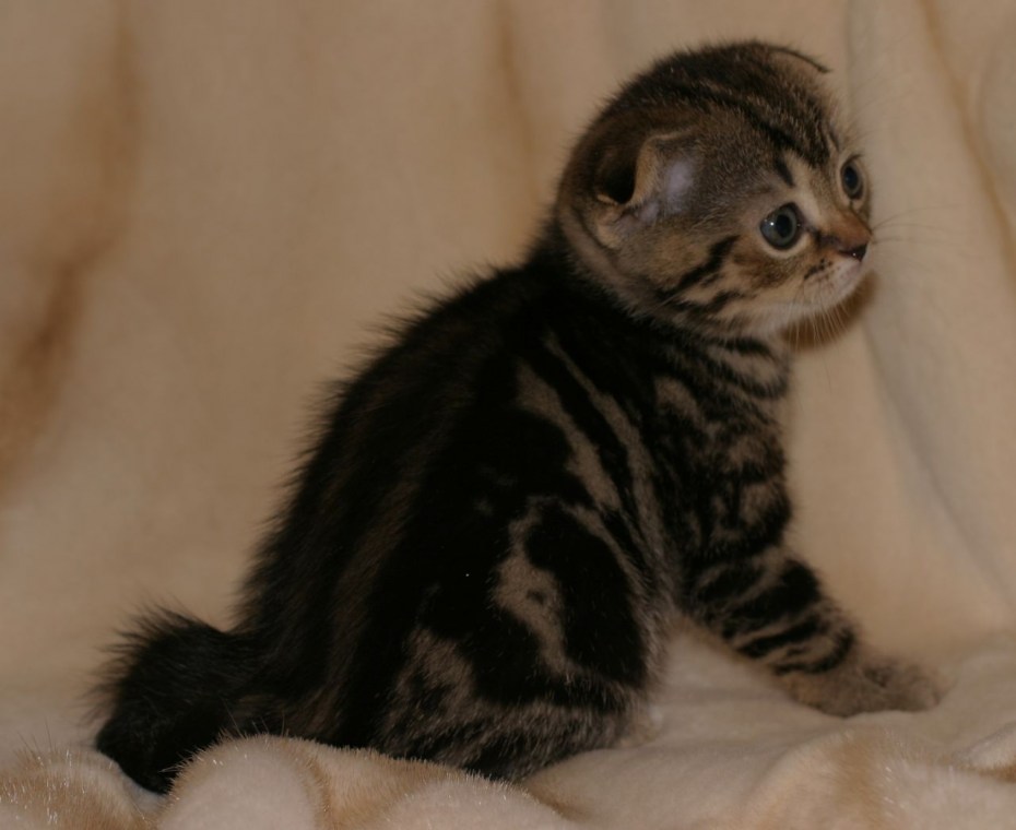 Скоттиш фолд котенок тигрового