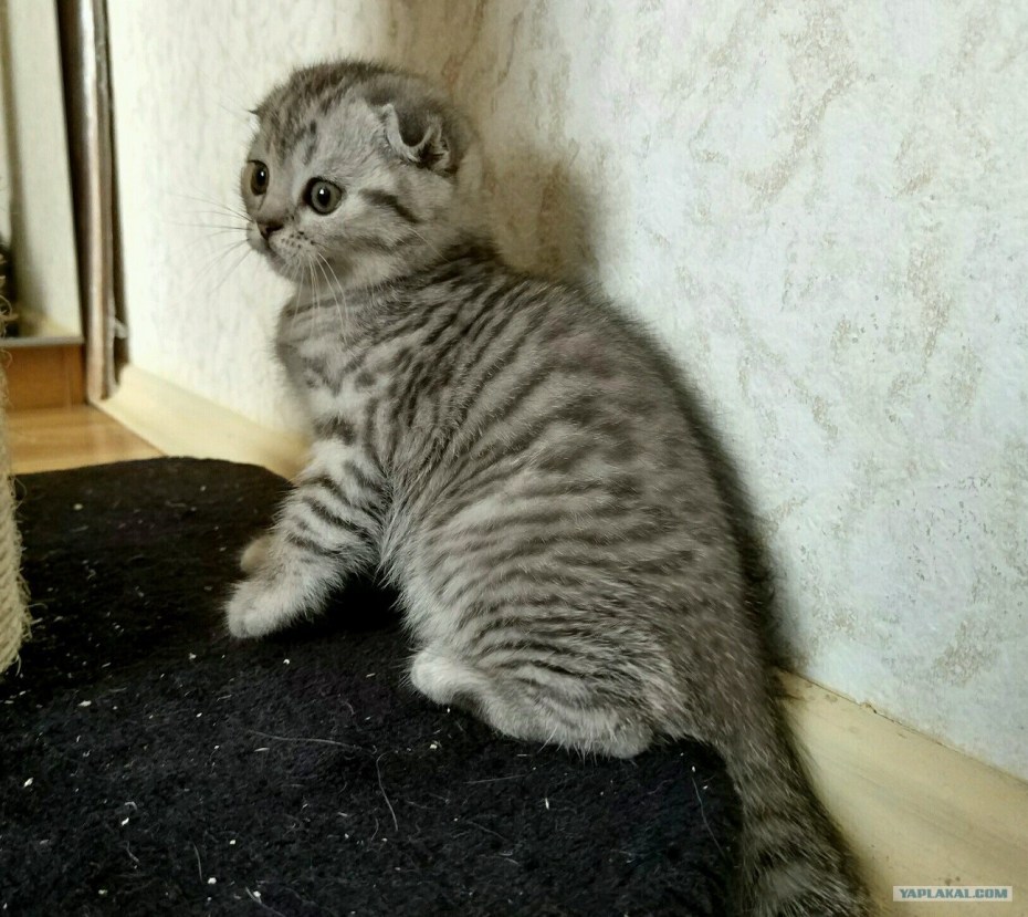 Шотландский котенок прямоухий полосатый