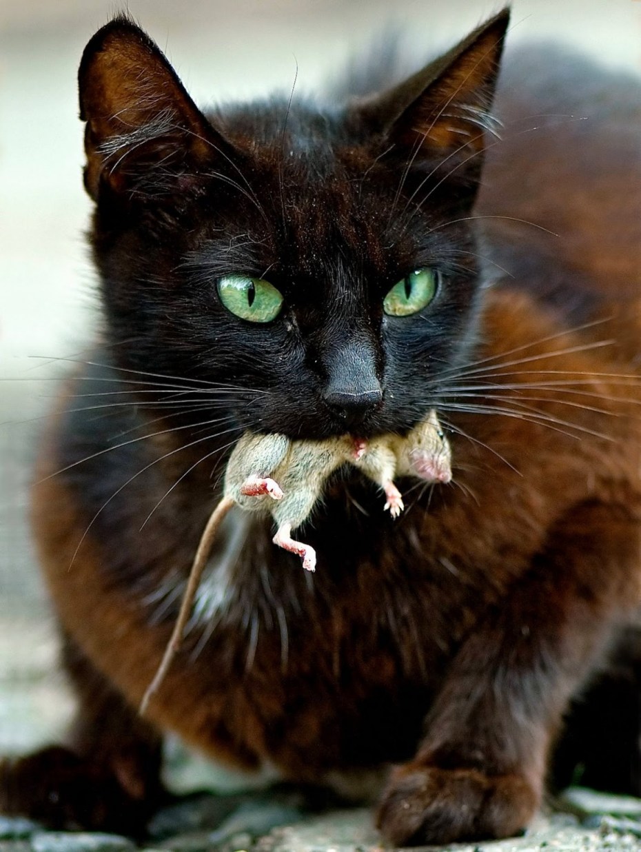 Бешеная кошка