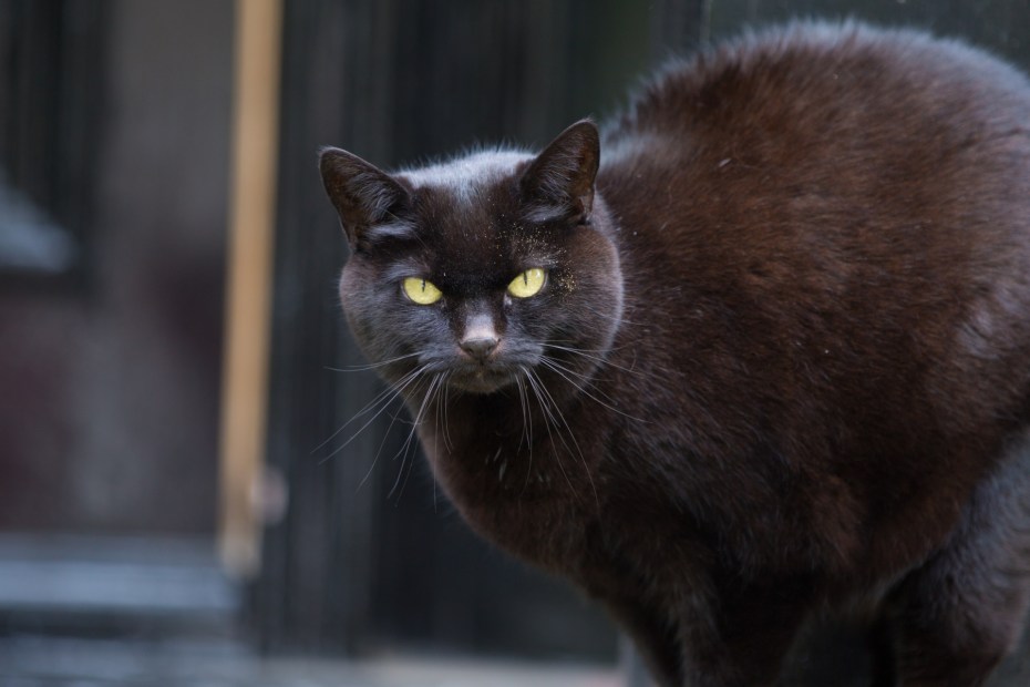 Английская черная кошка