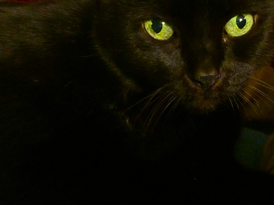 Черная кошка