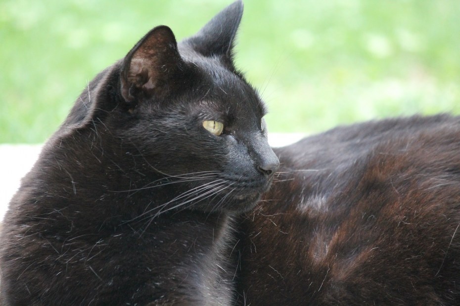 Буро чёрная кошка