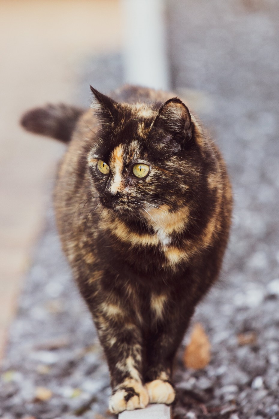 Коричневые коты
