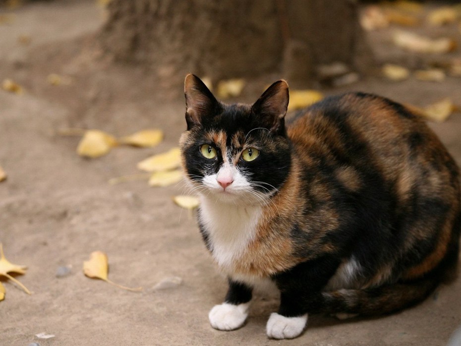 Пестрая кошка
