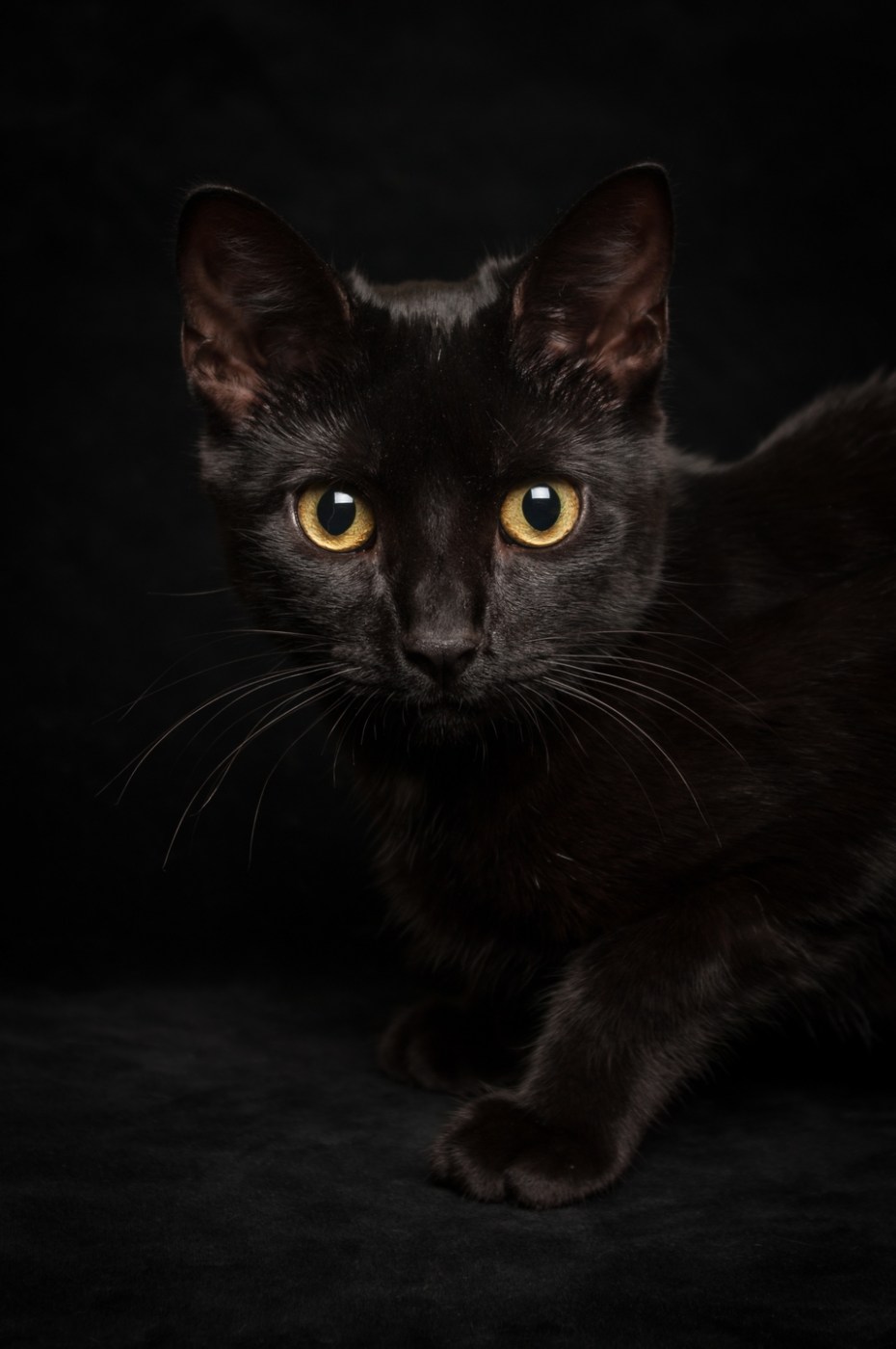 Кошка коричнево черная