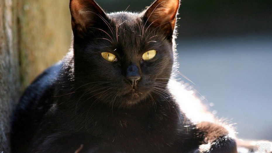 Черные коты