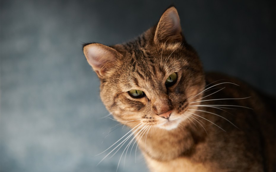 Коричневые коты