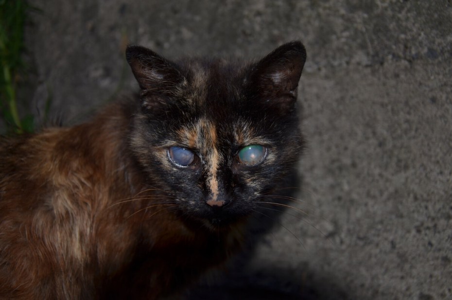 Рыже черная кошка