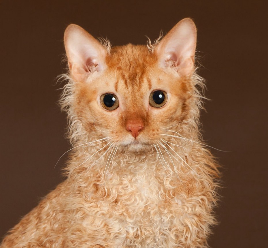 Уральский рекс кошка