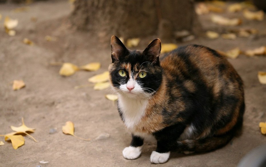 Черная трехцветная кошка