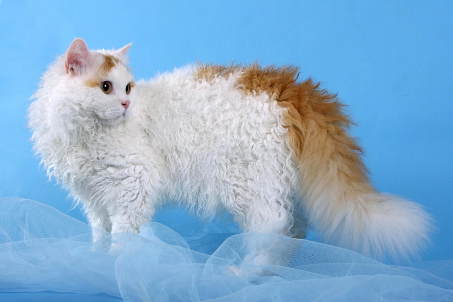 Коты Селкирк рекс