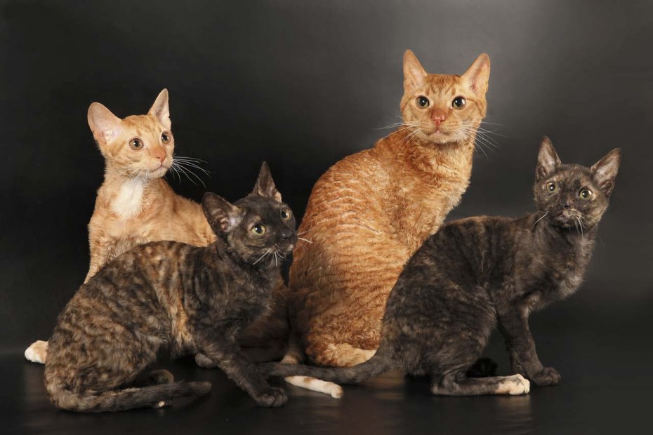 Уральский рекс кошка