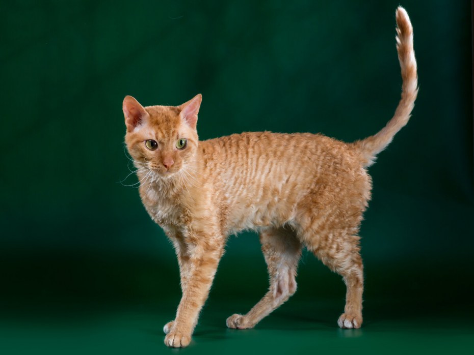 Уральский рекс кошка