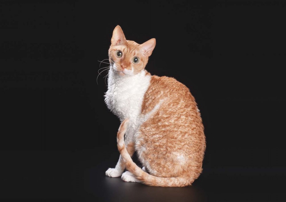 Кот Уральский рекс