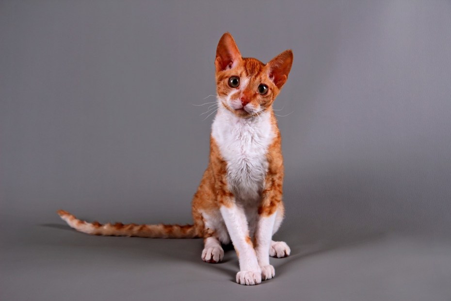Уральский рекс котята