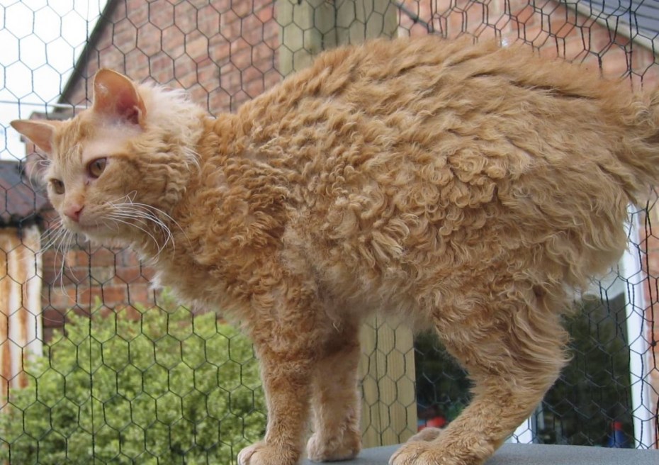 Лаперм рыжий котенок