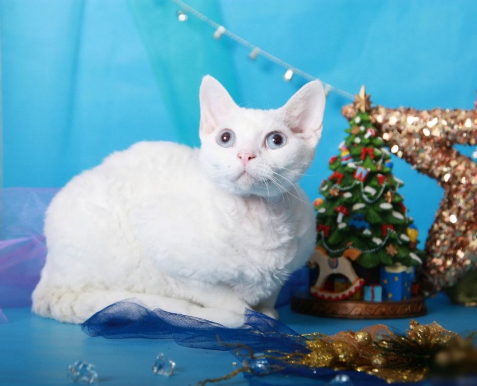 Девон рекс кошка фото