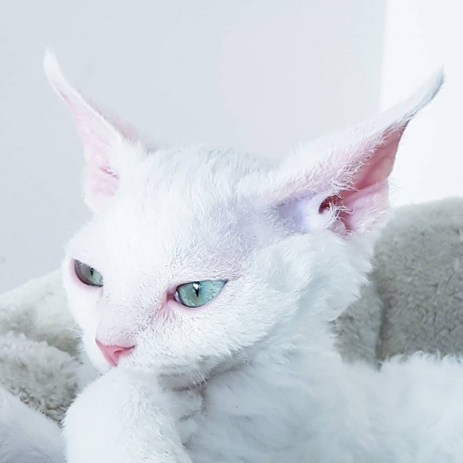 Кошка Девон рекс котенок