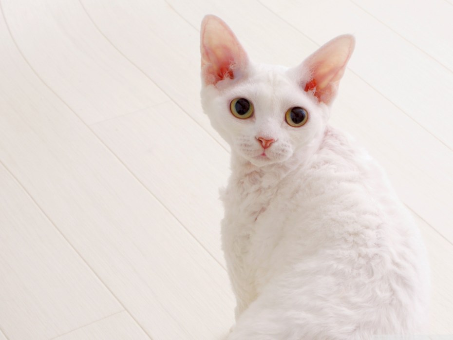 Коты Девон рекс